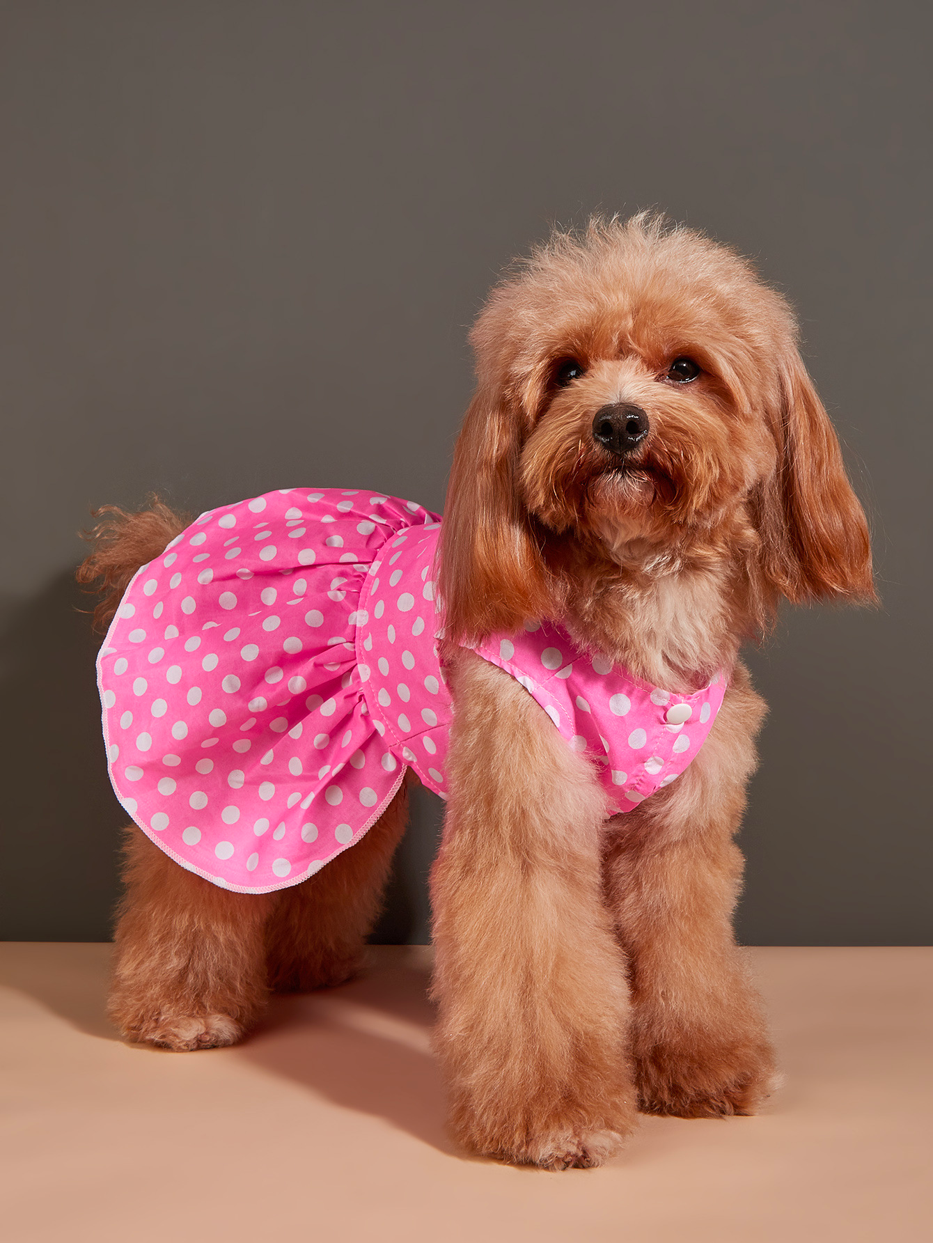 Chenpet Wholesale Pet Apparels Dog Clothes Dog Apparels