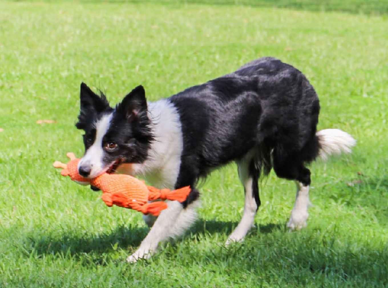 Chenpet Animal Style Durable Pet Toys Dog Play