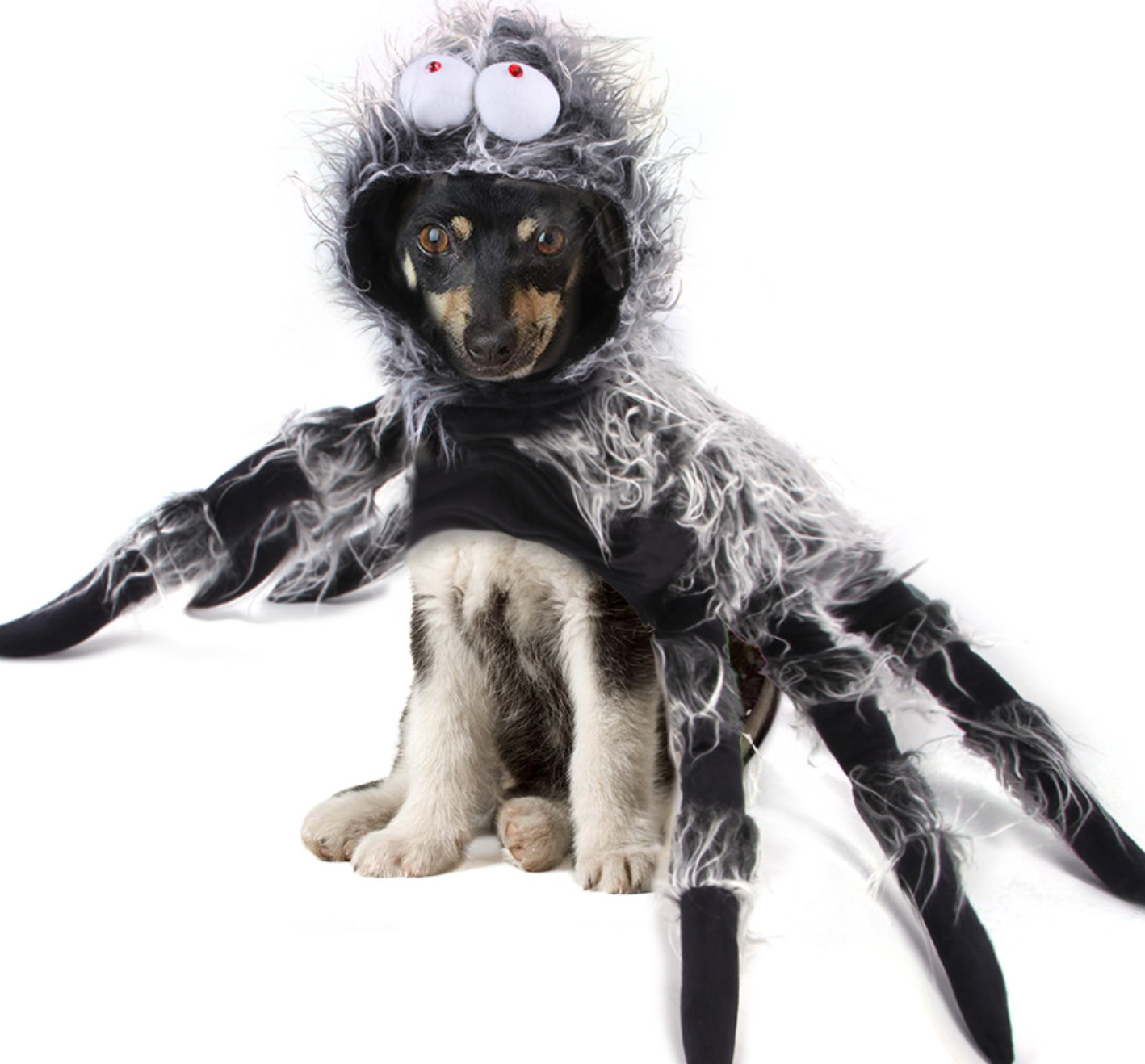 Chenpet Hot Selling Spider Style Halloween Pet Accessories Pet Costumes