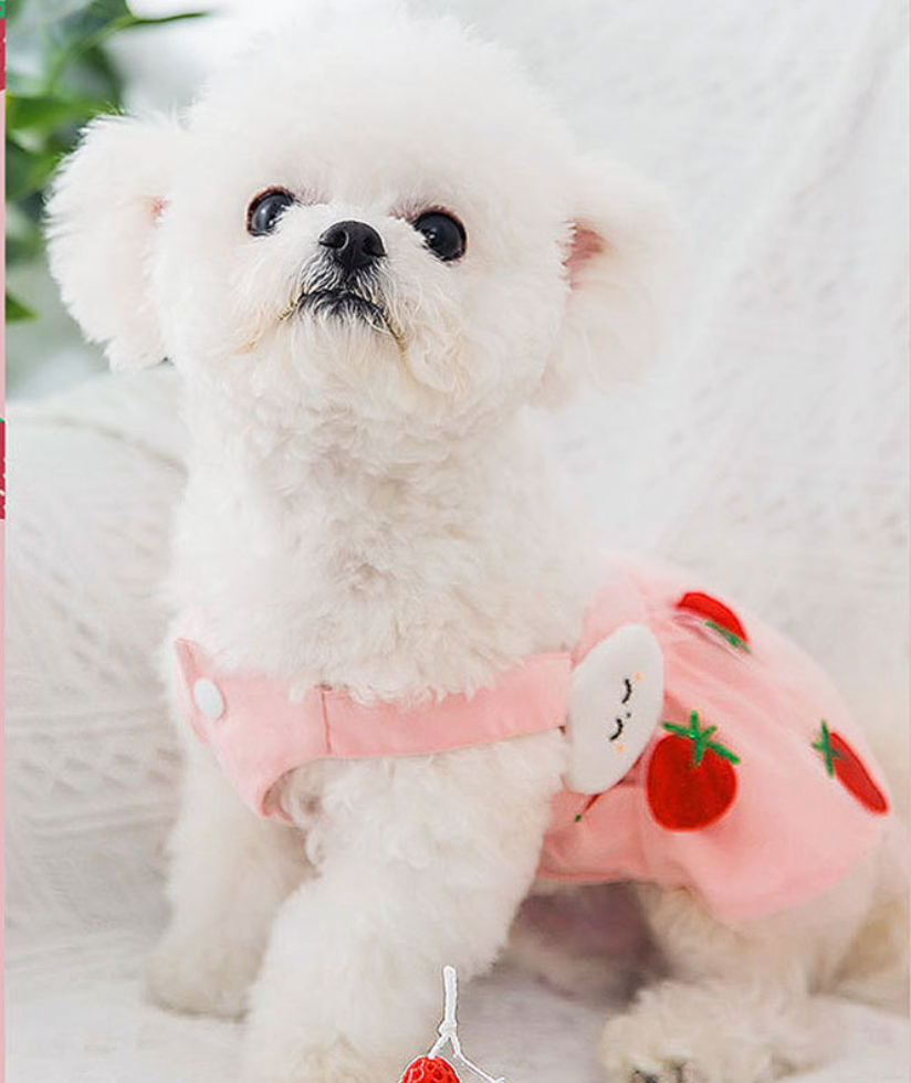 Chenpet Manufacturer Dog New Spring & Summber Dresses